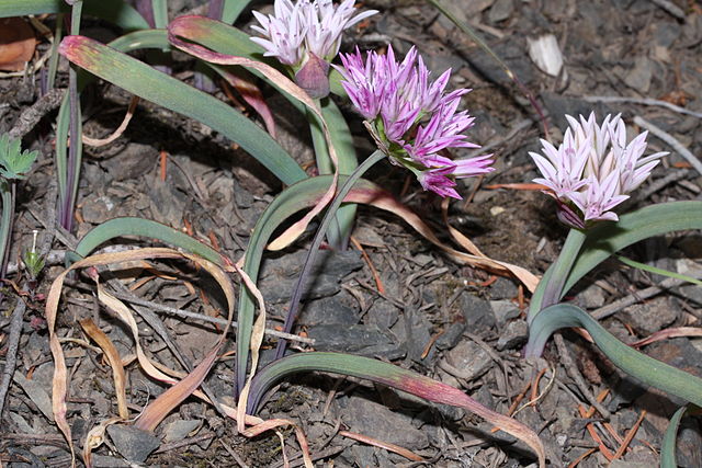 640px-Allium_crenulatum_5231